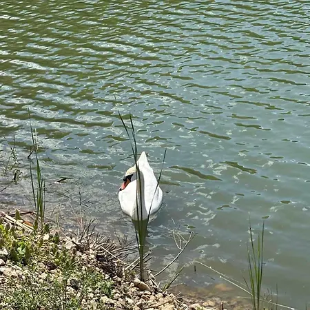 узунови леик * Tryavna