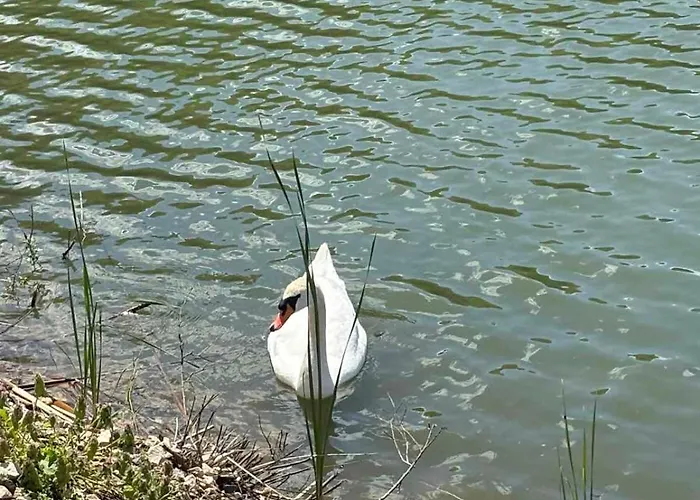 узунови леик * Triawna